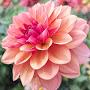 @Forestflowers11