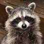 @너구리-Raccoon