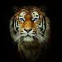 @mohammadazam3381