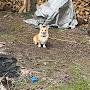 @Buddy_the_Corgi