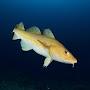 @AtlanticCod3