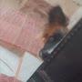 @sumanbishnoi5891