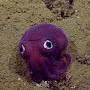 @Madmudcrab