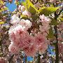 @frieden9565