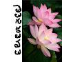 @telugukaluvalu85