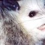 @opossumboyo