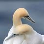 @fouadzerdoumi9524
