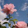 @rose.garden44