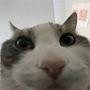 @rato_yes