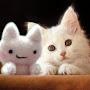 @farahfatin66