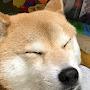 @Shin-wr8jp
