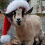 @inlovewithgoats1092