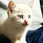 @delphinelustenberger4466