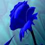 @bluechaosrunsrampantwithin5590