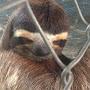 @SlothsAreFunnyAndCreepyLooking