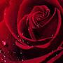 @nihadsalki6110