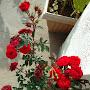 @rithumohitha