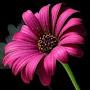 @amrutamahalle108