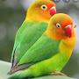 @lovebirdsmahei1581