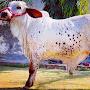 @farm7rathicowbreeding352