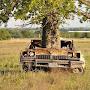 @tree50palot
