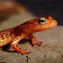 @SaucyVideoSalamander