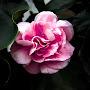 @minothemandarin5167