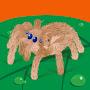 @SurprisedJumpingSpider-ku9og