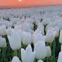 @laylahameed7865