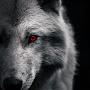 @black_wolf107