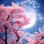 @nkaujhmoobtsab0787