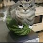 @Watermeloncat_yep