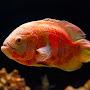 @fishworld0001