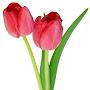 @ruizhang8997