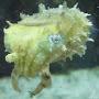 @ReefThinker