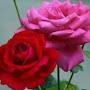 @bisharavlog8996