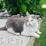 @tomtomthecat9306