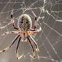 @spiderwebbe5629