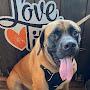@AudieTheMastiff