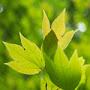 @shima-youtube