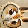 @RedPanda79