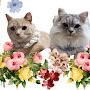 @bbotom_aemi