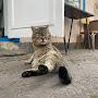 @olegnovoselov6789