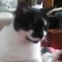 @cat-lofi9968