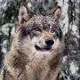 @philgraywolf1009