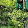 @camphortree-z3i