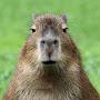 @cool_capybara2087