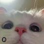 @춤추는고양이-s8s