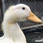 @duckmylife9569