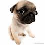 @CheesePug